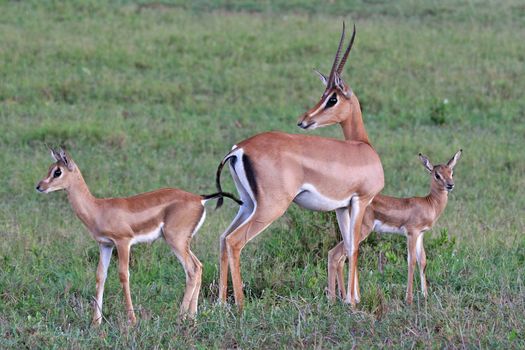 Grant gazelle Gazella granti female and two fawns