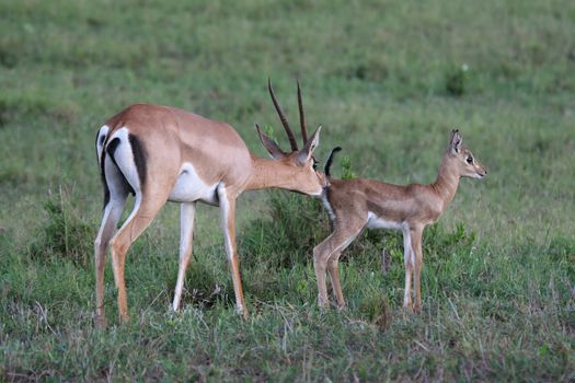 Grant gazelle Gazella granti female licking her fawn