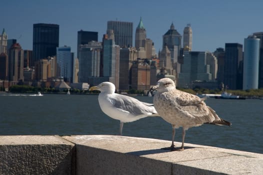 two sea gulls on ellis island, new york's manhattan in background