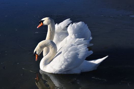 Two lovely swans on the frozen river