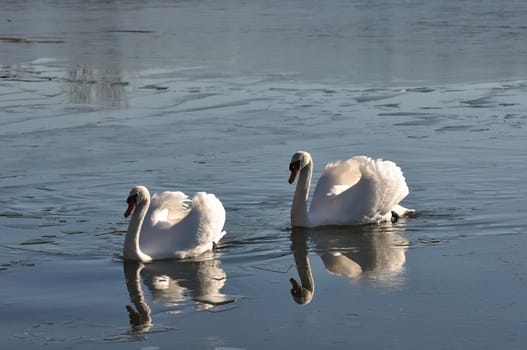 Two lovely swans on the frozen river