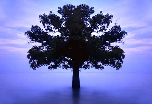 lonely tree in the middle of sea