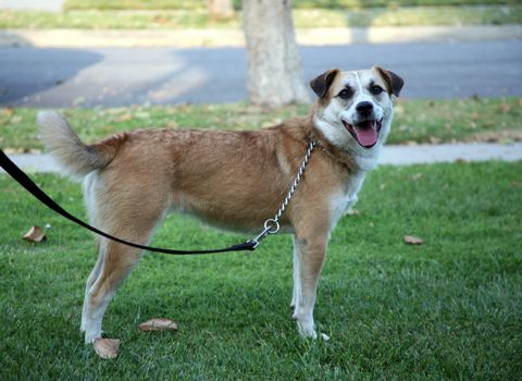 Dog standing alertly