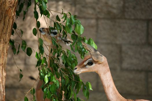 A pair of cute little impala deer