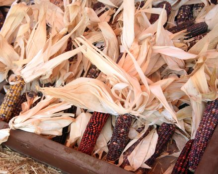 Freshly harvested Indian corn arranged for sale at a local farmers market