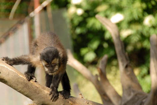 monkey sitting on wood outdoor looking down