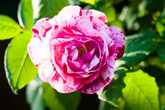 Very scented rose "Ferdinand Picard" - historic white, pink and red striped rose in evening sunshine