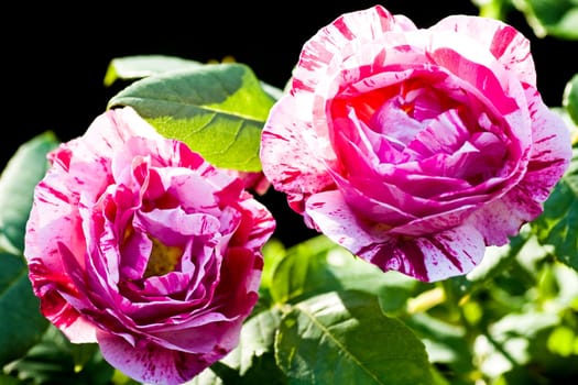 Two very scented historic roses "Ferdinand Picard" - white, pink and red striped roses in evening sunshine - horizontal image