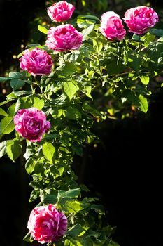 Branch with very scented historic roses "Ferdinand Picard" - white, pink and red striped roses in evening sunshine - vertical image