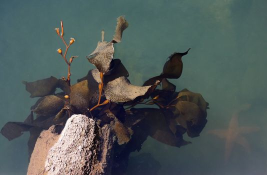 Kelp attached to a deteriorated log with a starfish in the murky water