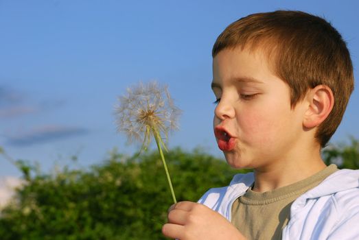 A small boy with big dreams, lit with afternoon sun holding big dandelion-like plant in hand and blowing.