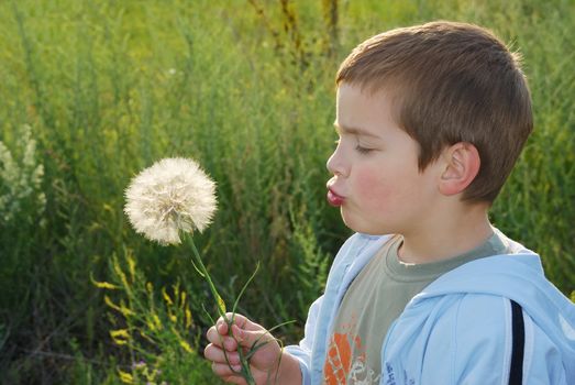 A small boy with big dreams, backlit with afternoon sun holding big dandelion-like plant in hand and blowing.