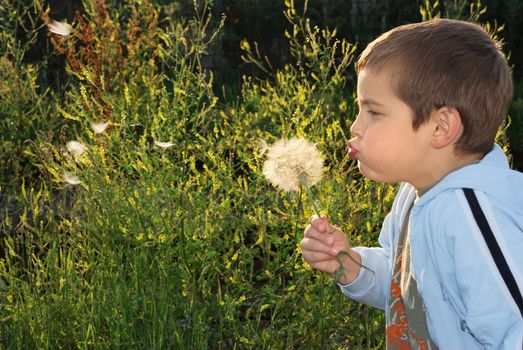 A small boy with big dreams, backlit with afternoon sun holding big dandelion-like plant in hand and blowing.