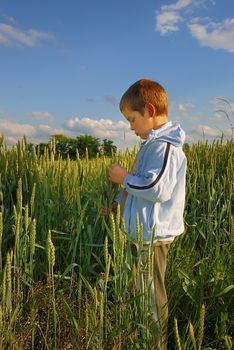 Lonely boy standing in field holding wheat in hands.