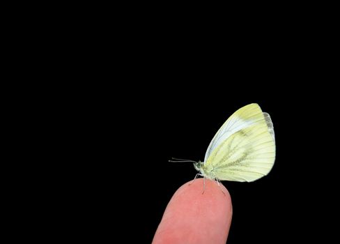 Small Cabbage White on a fingertip isolated over black background.