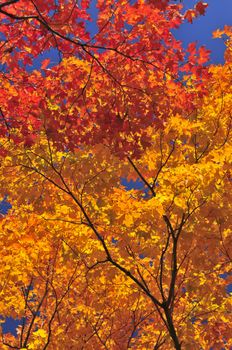 Beautiful maple tree with red foliage in early fall