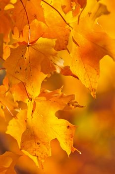 Red and orange fall maple tree leaves