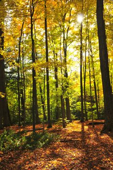 Colorful fall forest on a warm autumn day