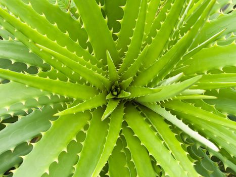 Top view of a wide open aloe vera plant.