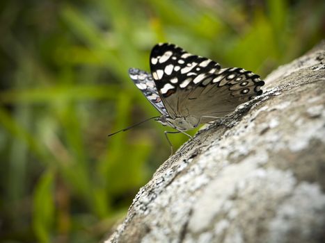 Macro shot of a butterfly on a rock. This picture was taken in the south of Brazil.