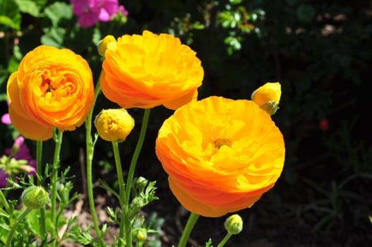 Three Bright yellow poppy flowers