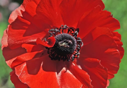 Big red poppy flower. Close shot