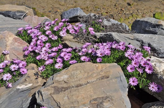 Violet spring flowers on the stone