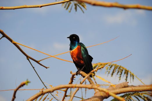 Superb Starling found in East Africa, photographed in Ethiopia