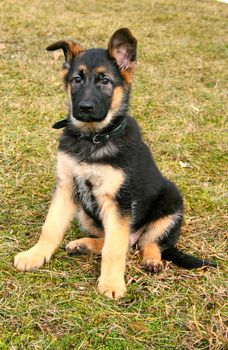 Portrait of a sitting german shepherd puppy

