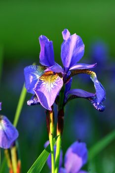 Colorful iris in the park