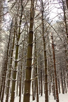 A magnificent winter scene in a pine forest at Rock Cut State Park - Illinois.