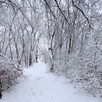 Fresh snowfall along a hiking trail in northern Illinois.