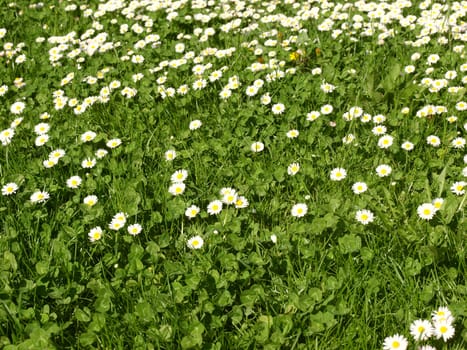 Green meadow or lawn with daisies useful as a grass background