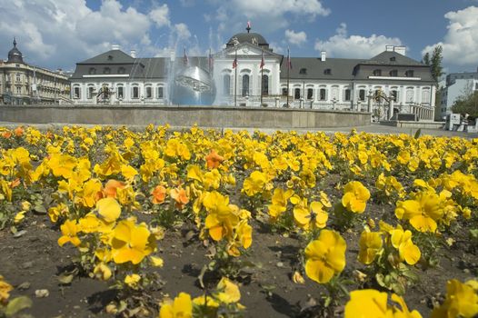 Grassalkovich palace. yellow flowers in foreground, nice sunny day, Bratislava, Slovakia