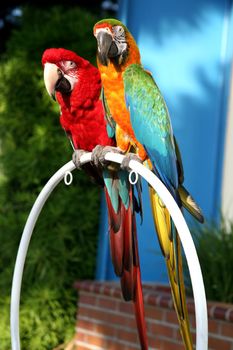 Beautiful scarlet macaw and blue and gold macaw standing next to each other on a perch in the outdoors
