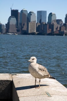 sea-gull standing on the edge of ellis island, manhattans financial district in background