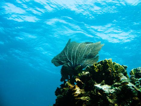 Shots of scuba diving in the Florida keys