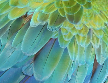 Close-up of the feathers of a green or blue and gold macaw parrot