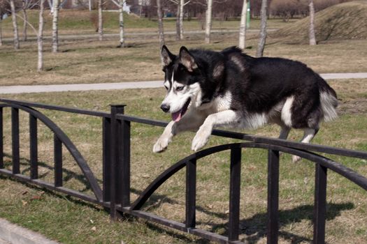 A jumping black and white husky in the park
