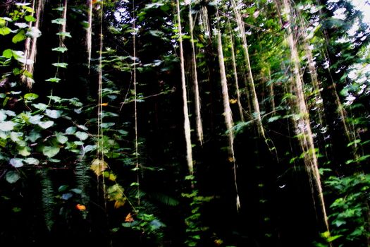 Low hanging vines in dark abstract jungle