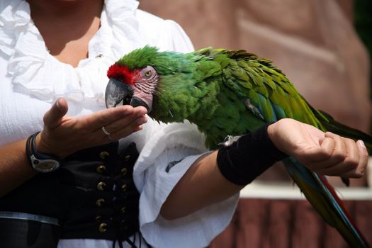 Military macaw eating a treat out of the hand of the trainer
