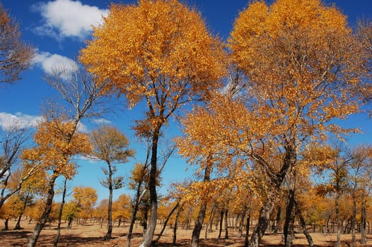 Landscape of golden trees with blue skies as backgrounds in autumn