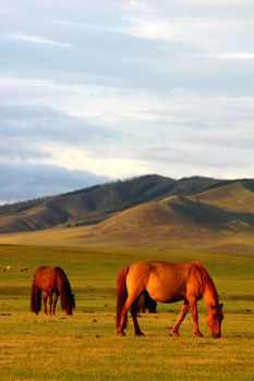 Landscape of horses on the grasslands of Mongolia