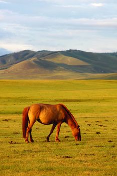 Landscape of horses on the grasslands of Mongolia