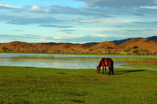 Landscape of horses on the grasslands of Mongolia