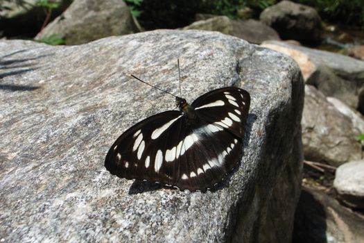 Closeup view of a black-and-white butterfly resting on rock