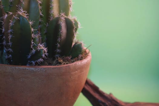 Southwest thorny cactus in terra cotta pot next to brown branch against green background.