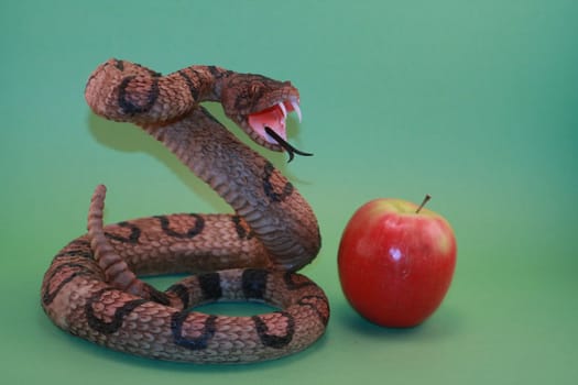 Snake looking to bite red apple. Symbolic of Adam and Eve bible story with the serpent.