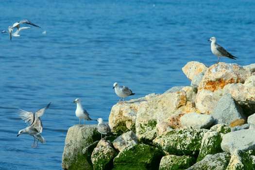 The seagull on sea coast ( lisboa portugal )