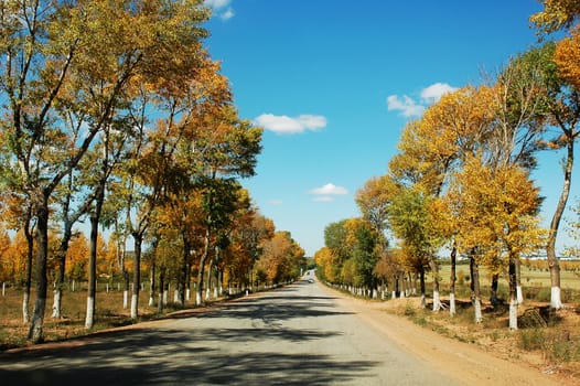 Landscape of a road with golden trees in autumn